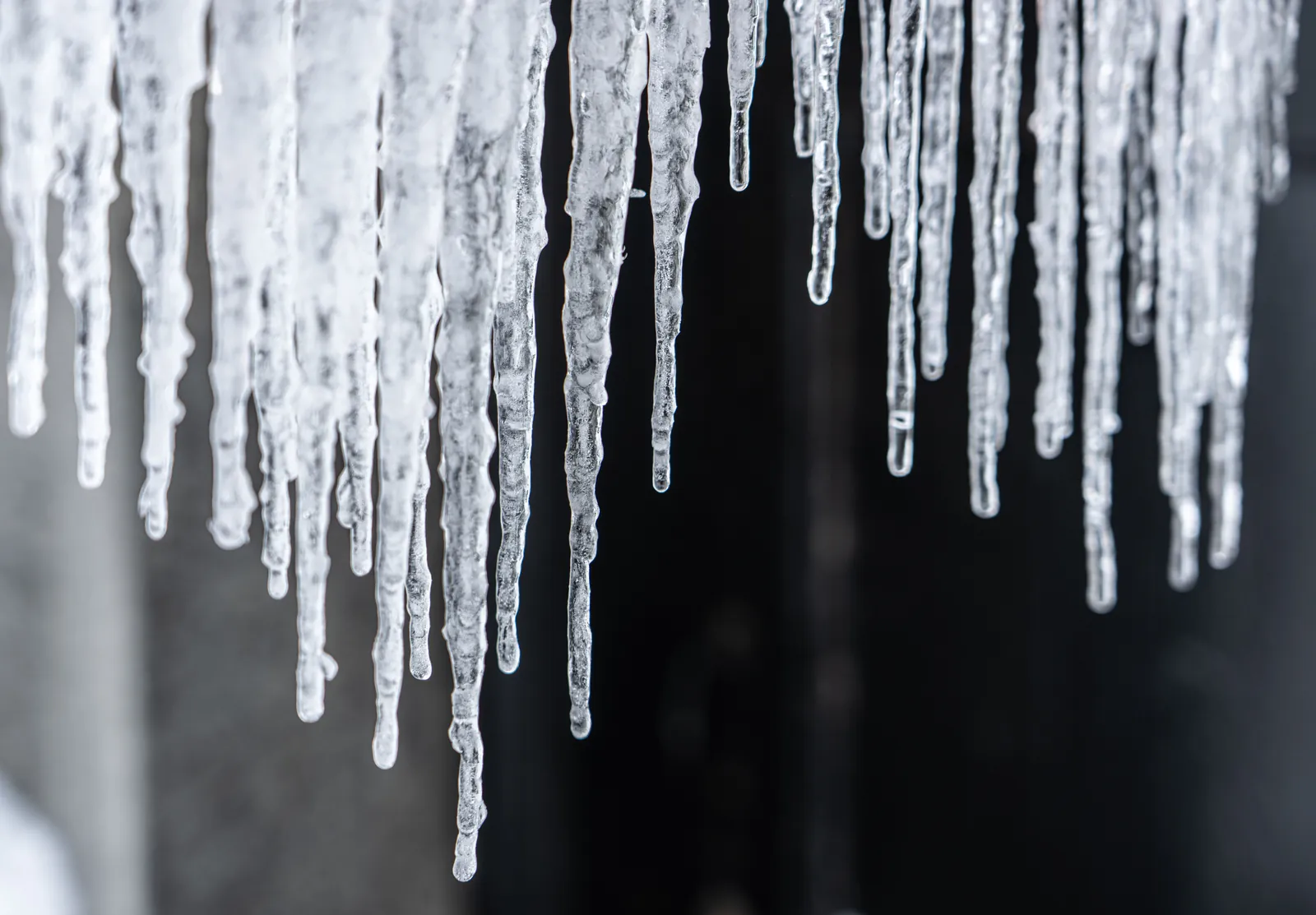 Icicles hanging in a row against a dark winter background