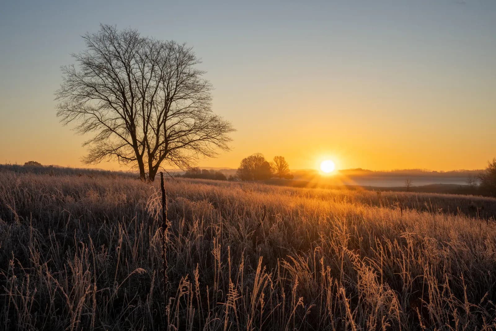 Sunrise over a frost-covered open field with a single bare tree