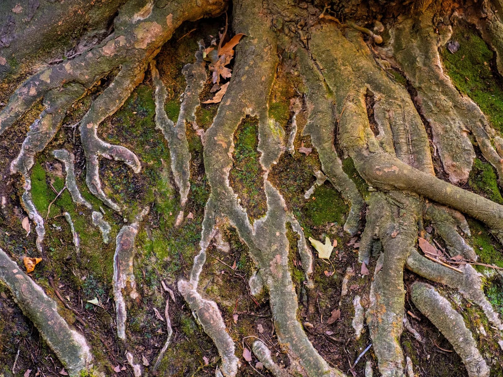 Exposed tree roots spreading across bare soil